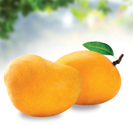 Alphonso Mango